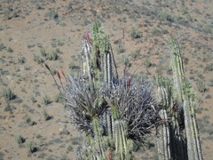 Tillandsia geissei