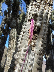 Tillandsia geissei