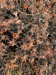 (c) James H. Thomas, some rights reserved (CC BY) Eriogonum thymoides, photograph (c) James H. Thomas, some rights reserved (CC BY)