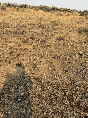Eriogonum thymoides, photograph 6