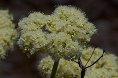 Eriogonum compositum