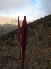 Tillandsia geissei
