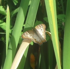 Anartia jatrophae