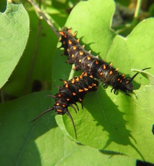 Battus philenor hirsuta