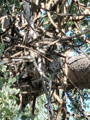 Polioptila melanura
