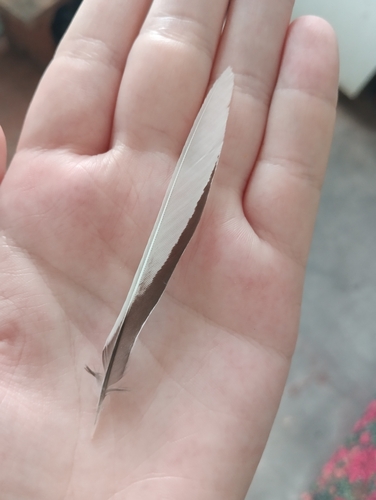 Plume de Bergeronnette grise