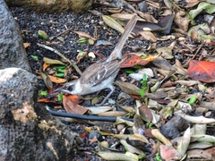 Mimus parvulus parvulus