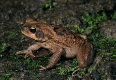 Rhinella poeppigii