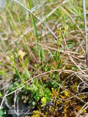 Veronica fruticans, photograph (c) Ljaž, some rights reserved (CC BY)