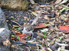 Mimus parvulus parvulus