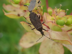 Dicranocephalus albipes