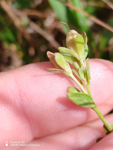 Veronica fruticans, photograph 3