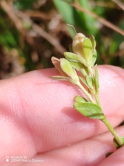 Veronica fruticans, photograph (c) Ljaž, some rights reserved (CC BY)
