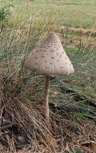 Parasol