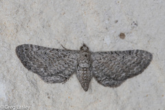 Eupithecia zygadeniata