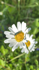 Malachius bipustulatus
