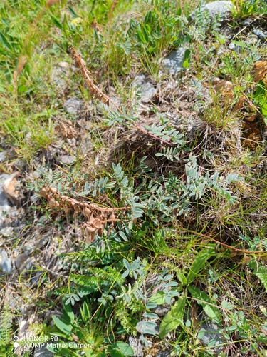 Astragalus australis, photograph 1