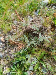 Astragalus australis