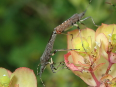 Dicranocephalus albipes
