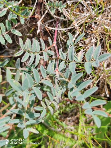 Astragalus australis, photograph 3