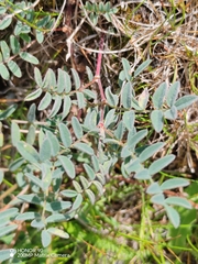 Astragalus australis, photograph (c) Ljaž, some rights reserved (CC BY)