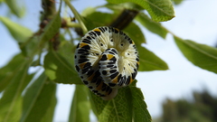 Cimbex quadrimaculatus