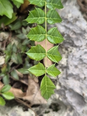 Comocladia dodonaea