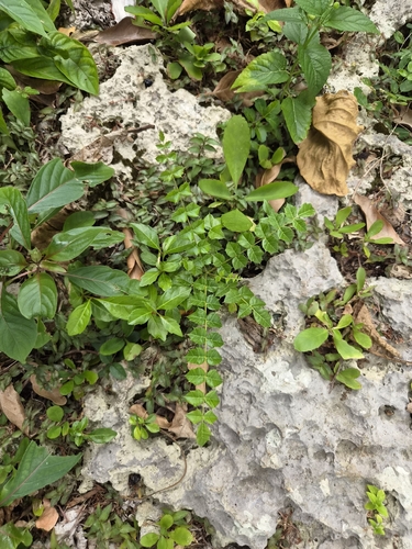 Comocladia dodonaea, photograph 2