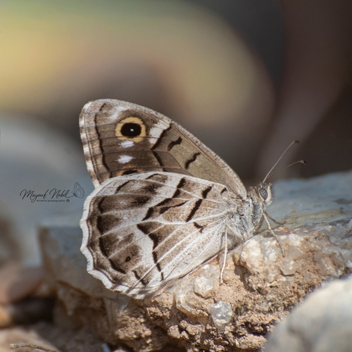Striped Grayling
