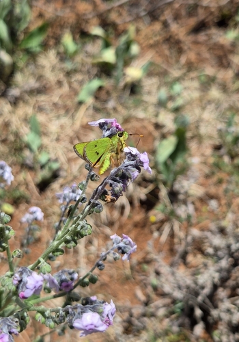 Ochlodes batesi