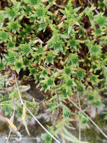 Saxifraga aspera, photograph 5