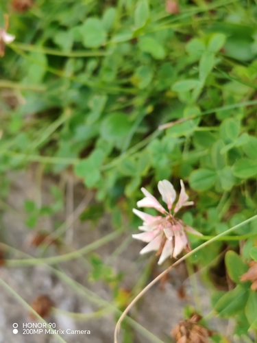 Trifolium pallescens, photograph 3