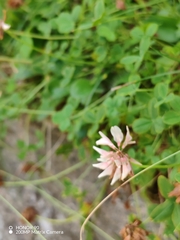 (c) Ljaž, some rights reserved (CC BY) Trifolium pallescens, photograph (c) Ljaž, some rights reserved (CC BY)