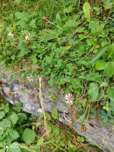Trifolium pallescens, photograph 4