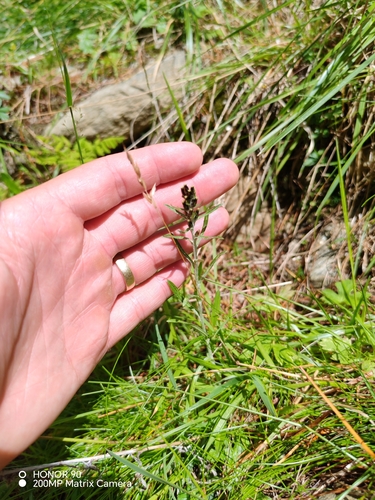 Omalotheca norvegica, photograph 4