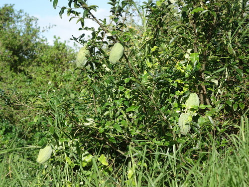 Moth Vine