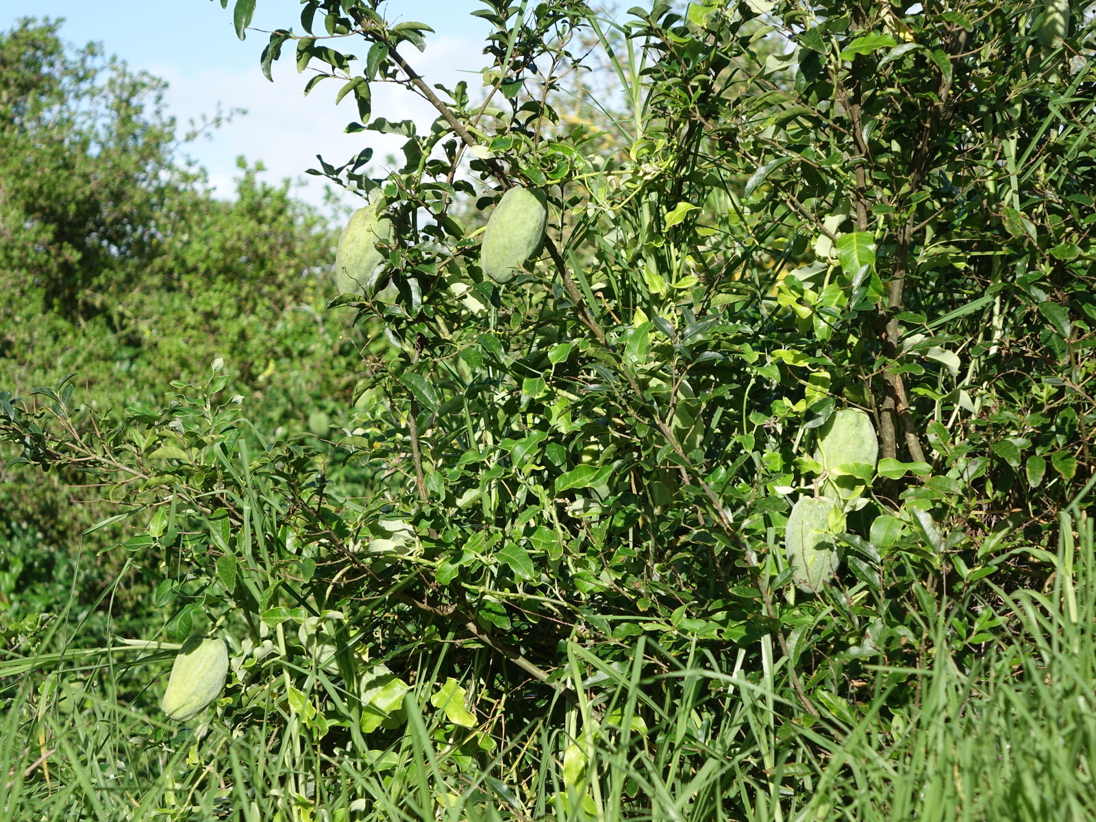 File:Moth trap in Araujia sericifera.jpg - Wikipedia