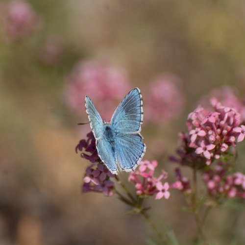 Spotted Adonis Blue