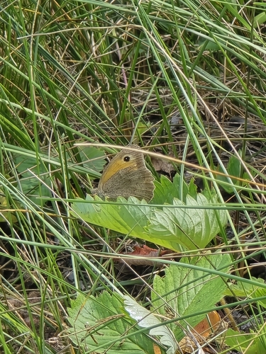Meadow Brown
