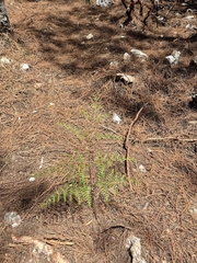 Pteridium caudatum, photograph author not stated, no rights reserved