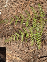Pteridium caudatum, photograph author not stated, no rights reserved