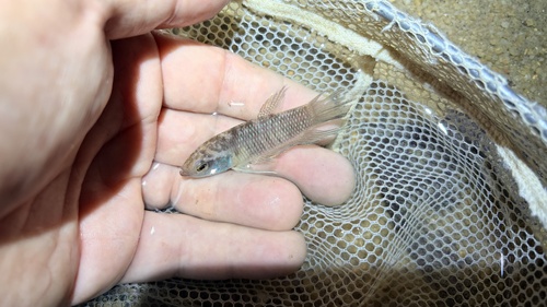 Forest betta (Betta pugnax) — Osphronemidae — 2