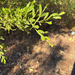 Acacia monticola