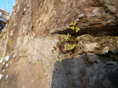 Asplenium ruta-muraria