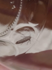Yponomeuta evonymella