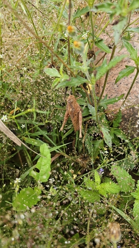 Xyleus discoideus