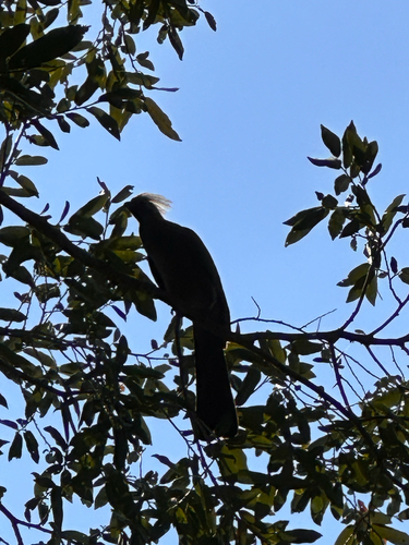 Grey Go-away-bird