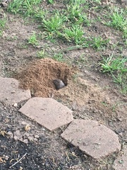 Geomys breviceps