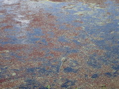 Azolla caroliniana