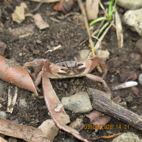 São Tomé Land Crab
